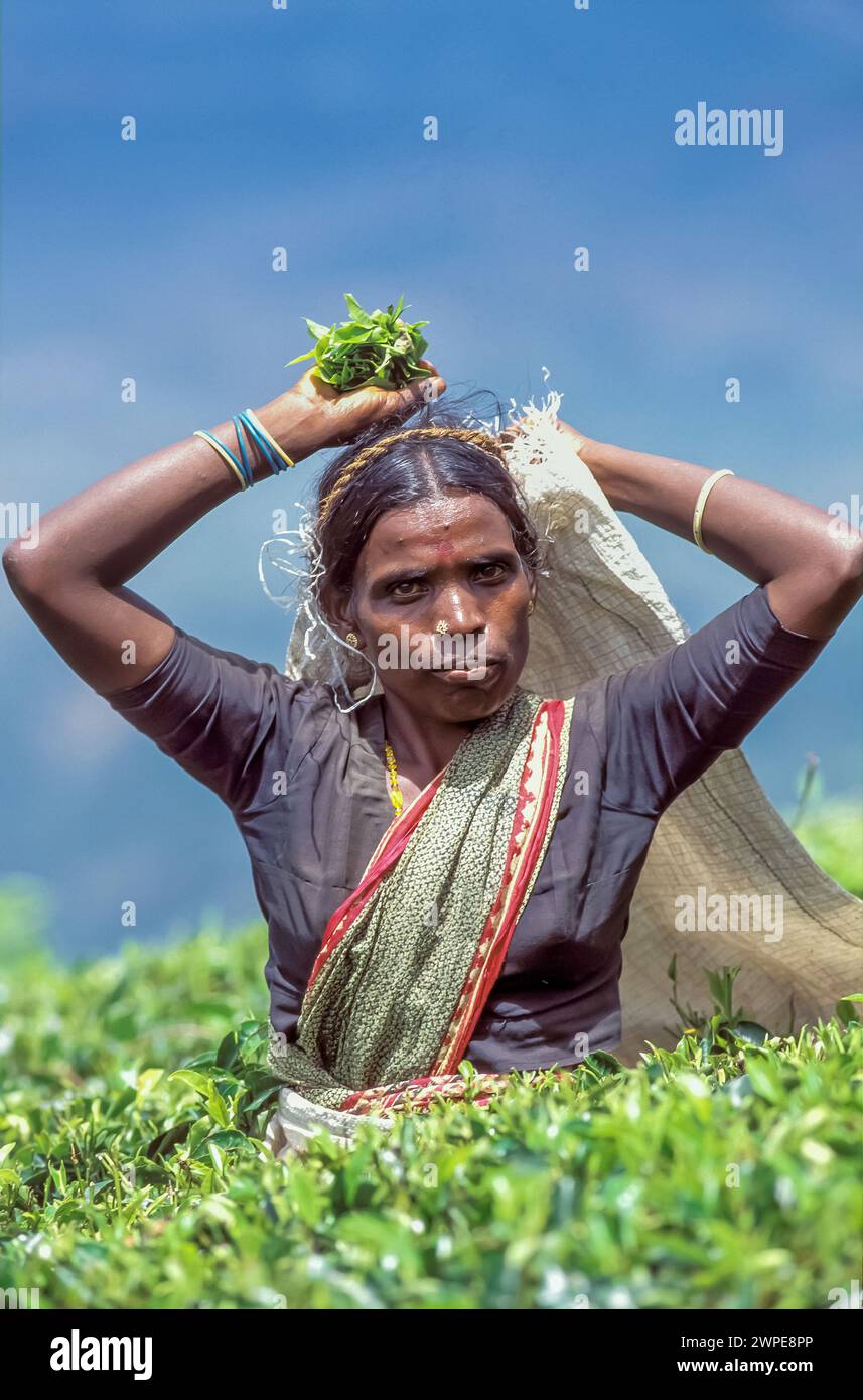 Sri Lanka, Haputele ; femme travaillant dans une plantation de thé, cueillant les jeunes feuilles. Banque D'Images