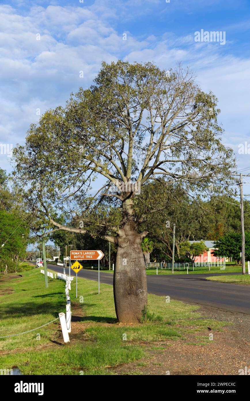 Panneau indiquant Queensland Bottle Tree Roma Queensland Australie Banque D'Images
