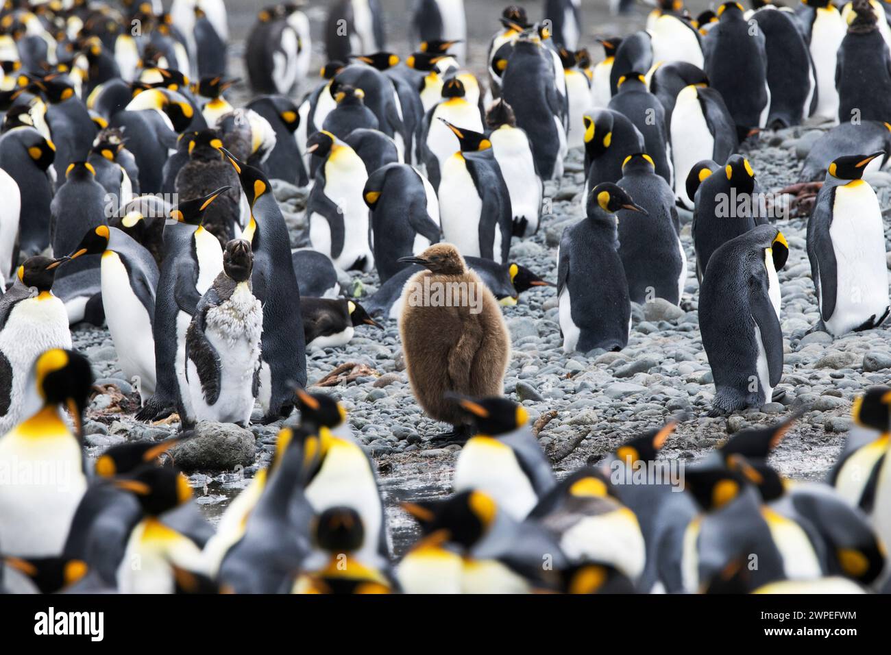 Manchot royal (Aptenodytes patagonicus) (poussin au centre) sur l'île subantarctique Macquarie en Australie Banque D'Images