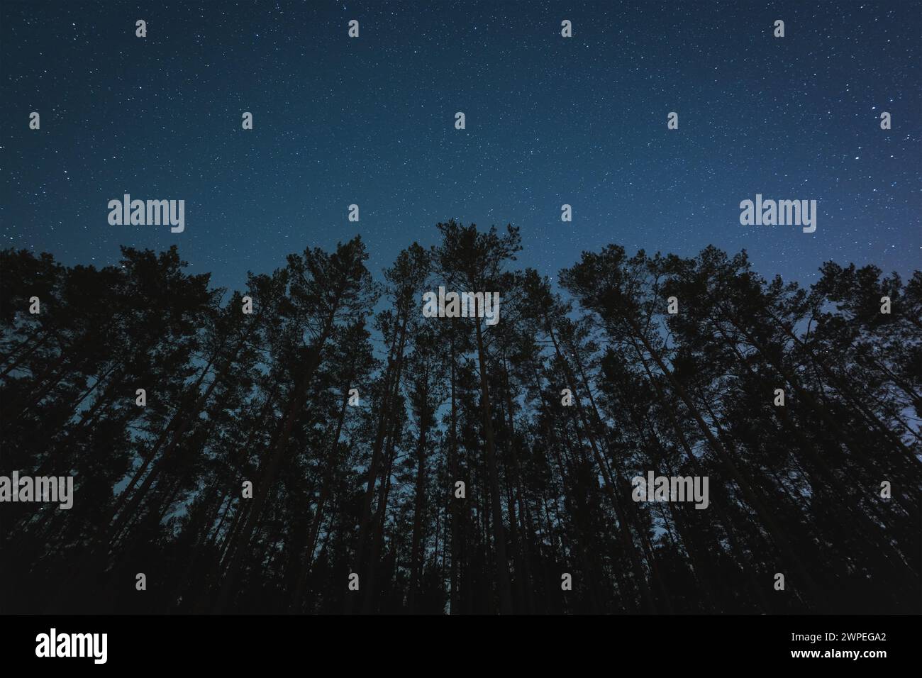 Silhouettes d'arbres dans une forêt de pins sur fond de ciel étoilé en hiver. Banque D'Images