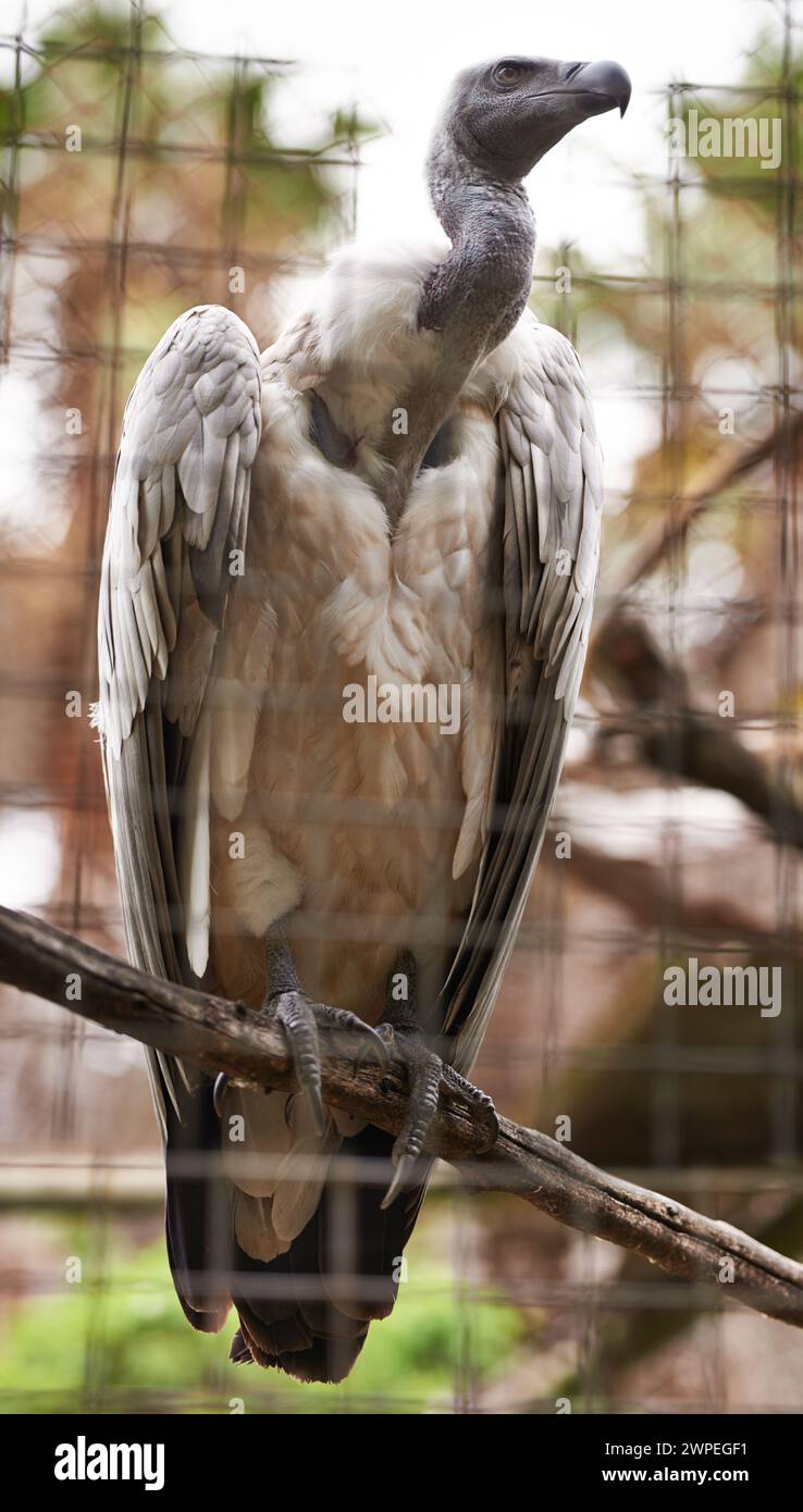 Griffon vautour ou oiseau, branche et à l'extérieur dans la nature avec des plumes, paysage ou ferme pour chasser la nourriture. Faune, animal carnivore ou proie dans le zoo Banque D'Images