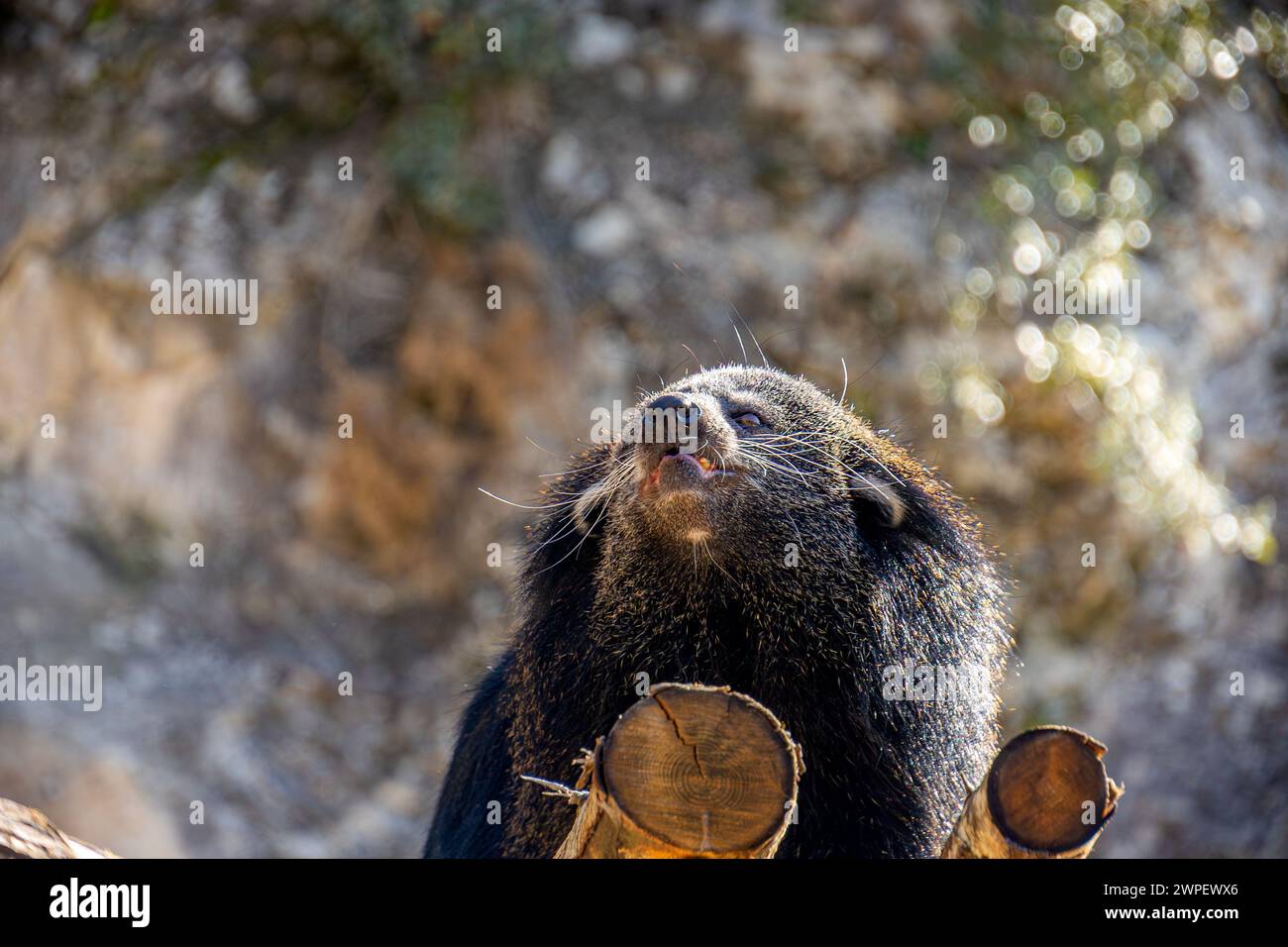 gros plan d'un binturong également appelé 'chat ours' Banque D'Images