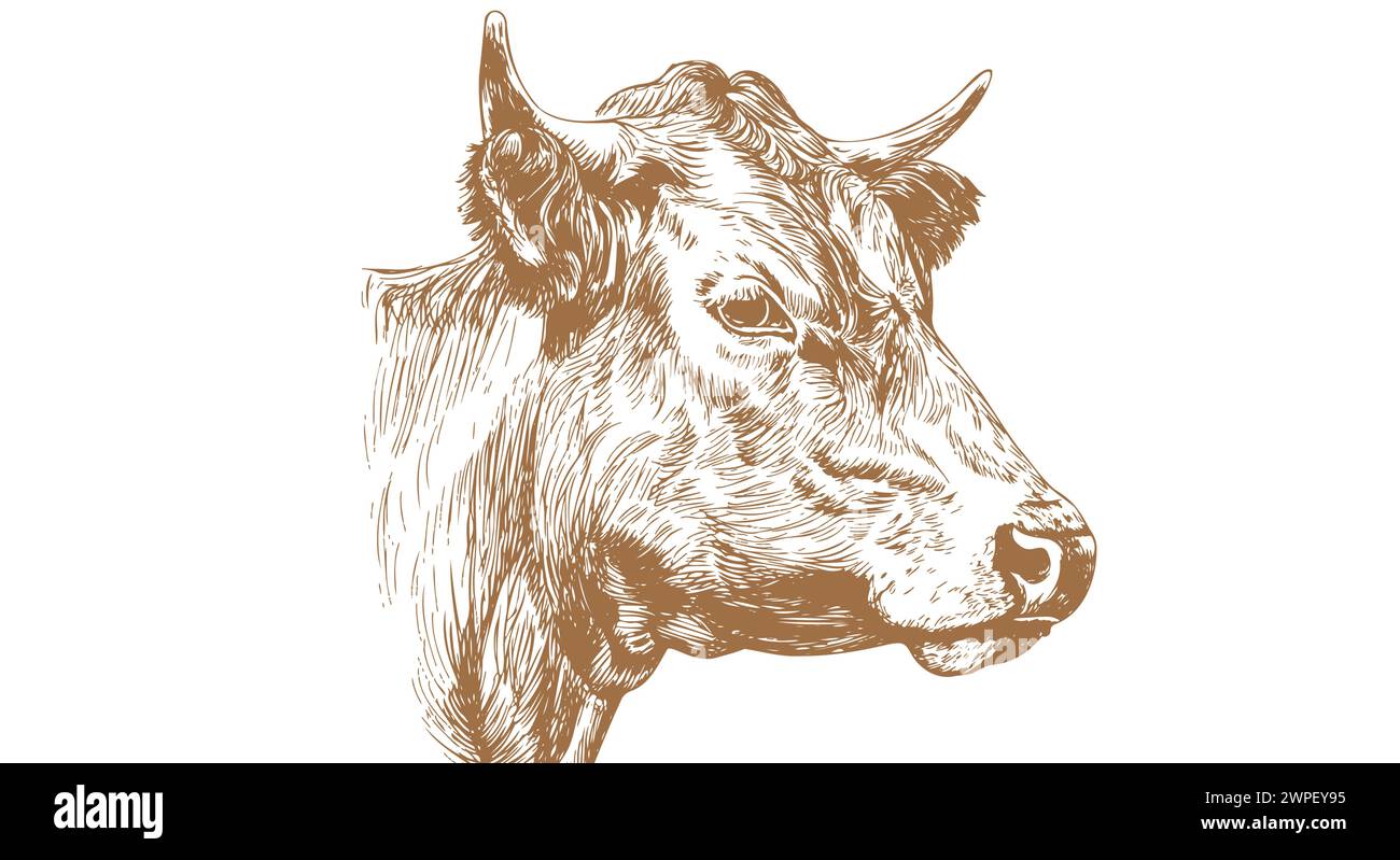 Vache, taureau, bœuf. Impression rétro vintage, vache blanche noire, taureau, dessin au crayon à l'encre de croquis de boeuf, graver la vieille école. Esquisse de silhouette d'illustration tête vache. Vue latérale du profil Beef Bull. Illustration vectorielle Illustration de Vecteur