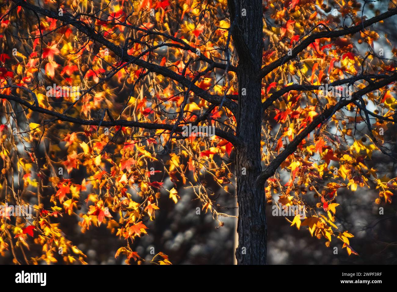 Arbre à gommes sucrées rétro-éclairé en automne Banque D'Images