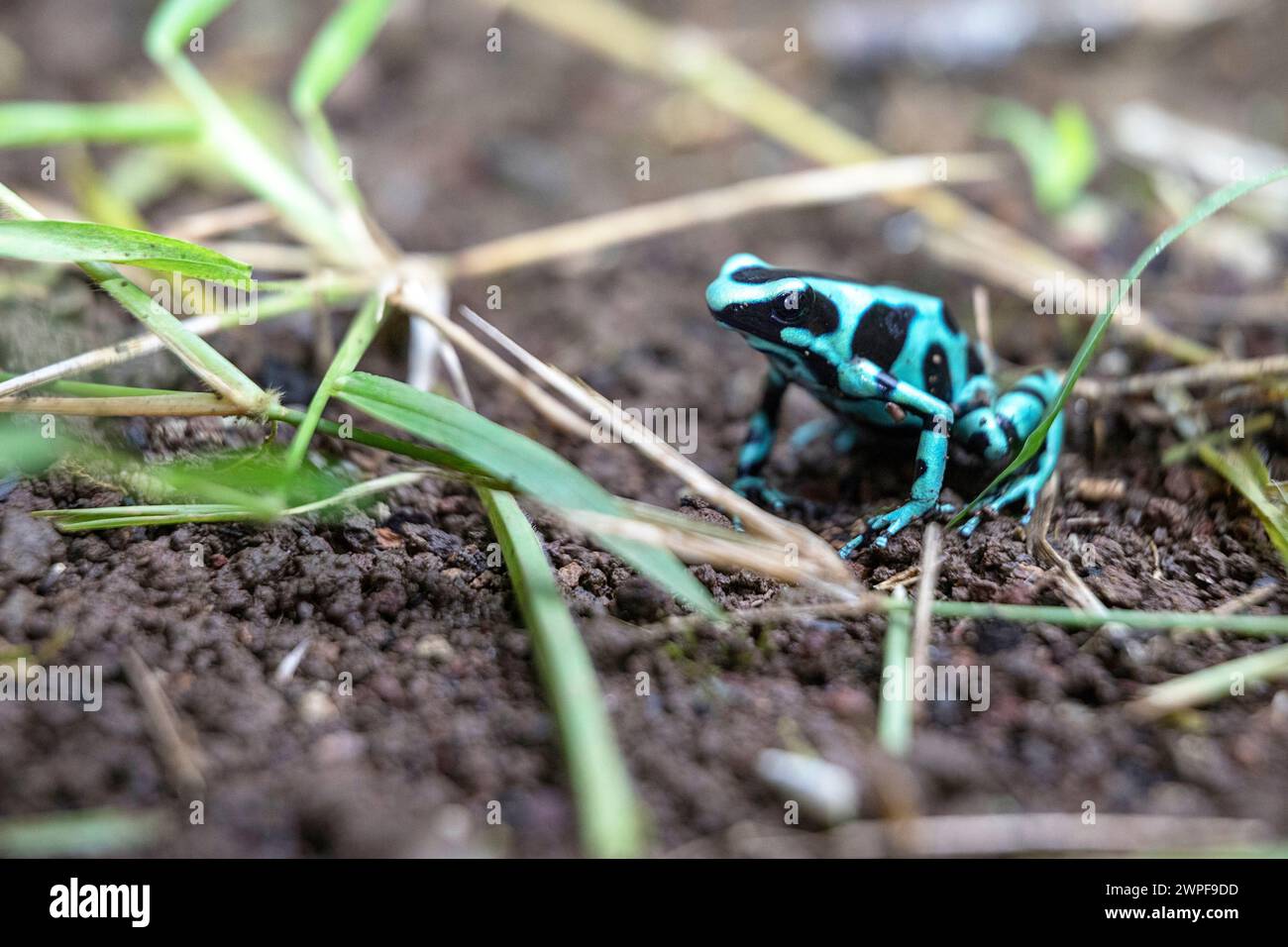 Belle grenouille poison verte et noire (Dendrobates auratus) dans son environnement naturel sur l'île de San Cristobal, Bocas del toro, Panama Banque D'Images
