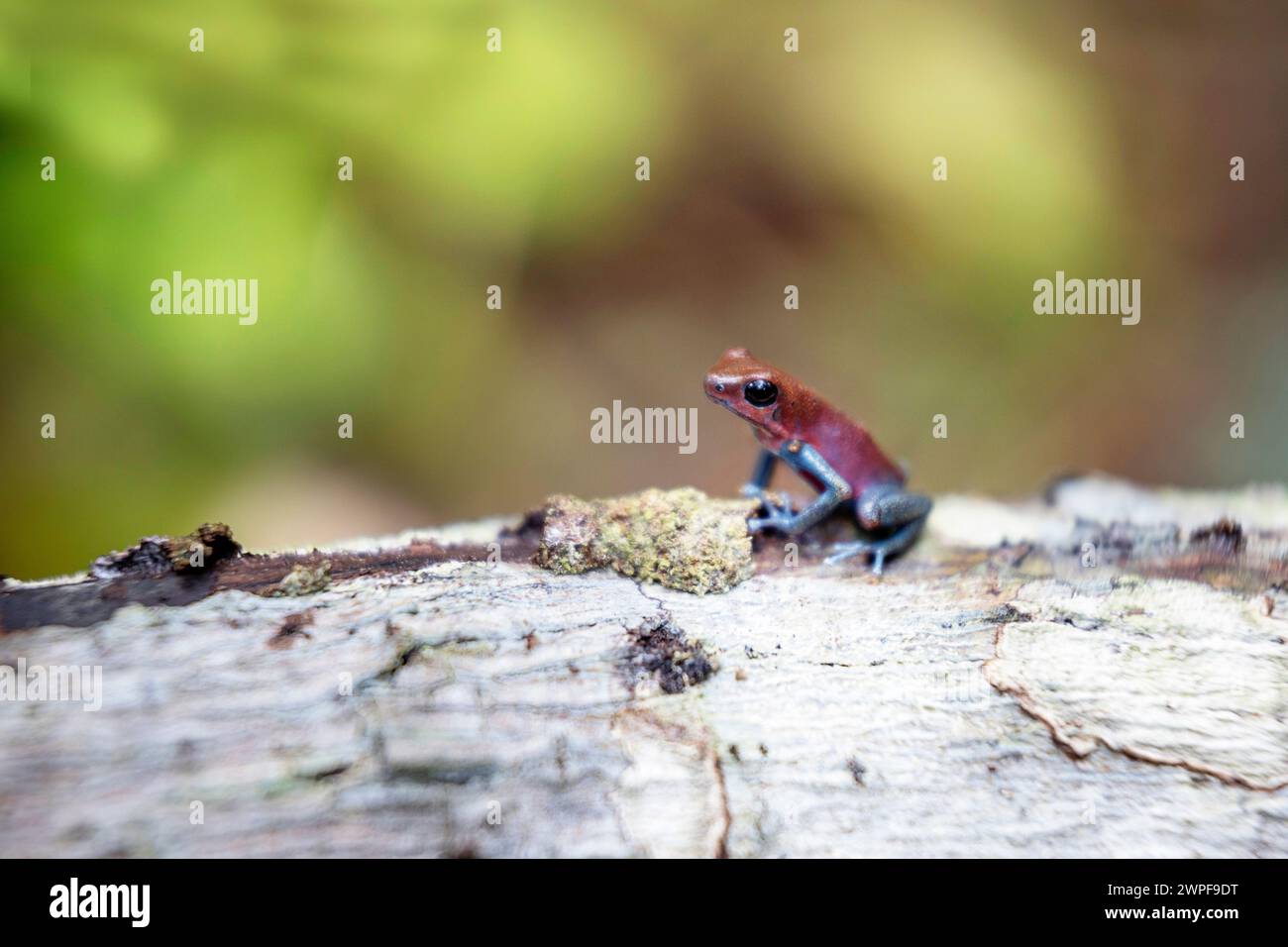 Beutiful rouge bleu fraise poison dart grenouille (Oophaga pumilio), Blue jeans dart grenouille dans son habitat naturel, Bocas del Toro, Panama Banque D'Images