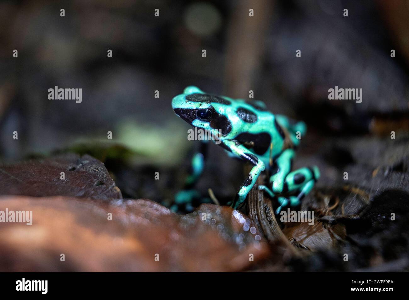Grenouille poison verte et noire (Dendrobates auratus), morph, sur le sol dans une forêt tropicale au Panama, Bocas del Toro Banque D'Images