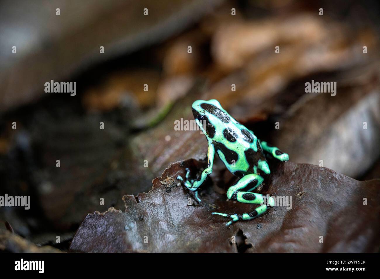 Grenouille poison verte et noire (Dendrobates auratus), morph, sur le sol dans une forêt tropicale au Panama, Bocas del Toro Banque D'Images