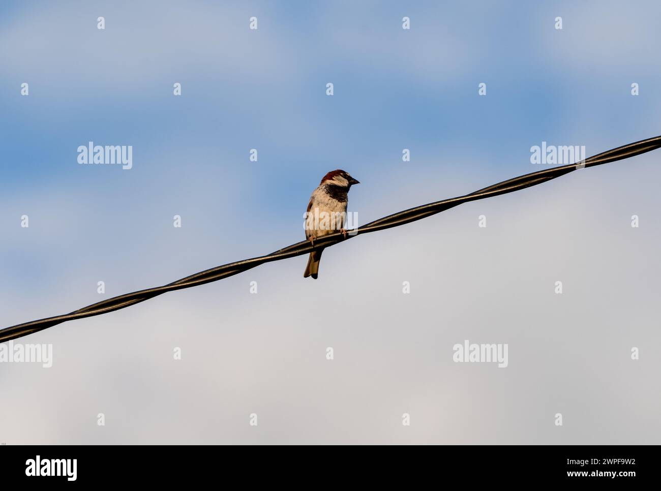 Moineau vers le ciel. Un petit conte d'oiseau. Passer domesticus. Banque D'Images