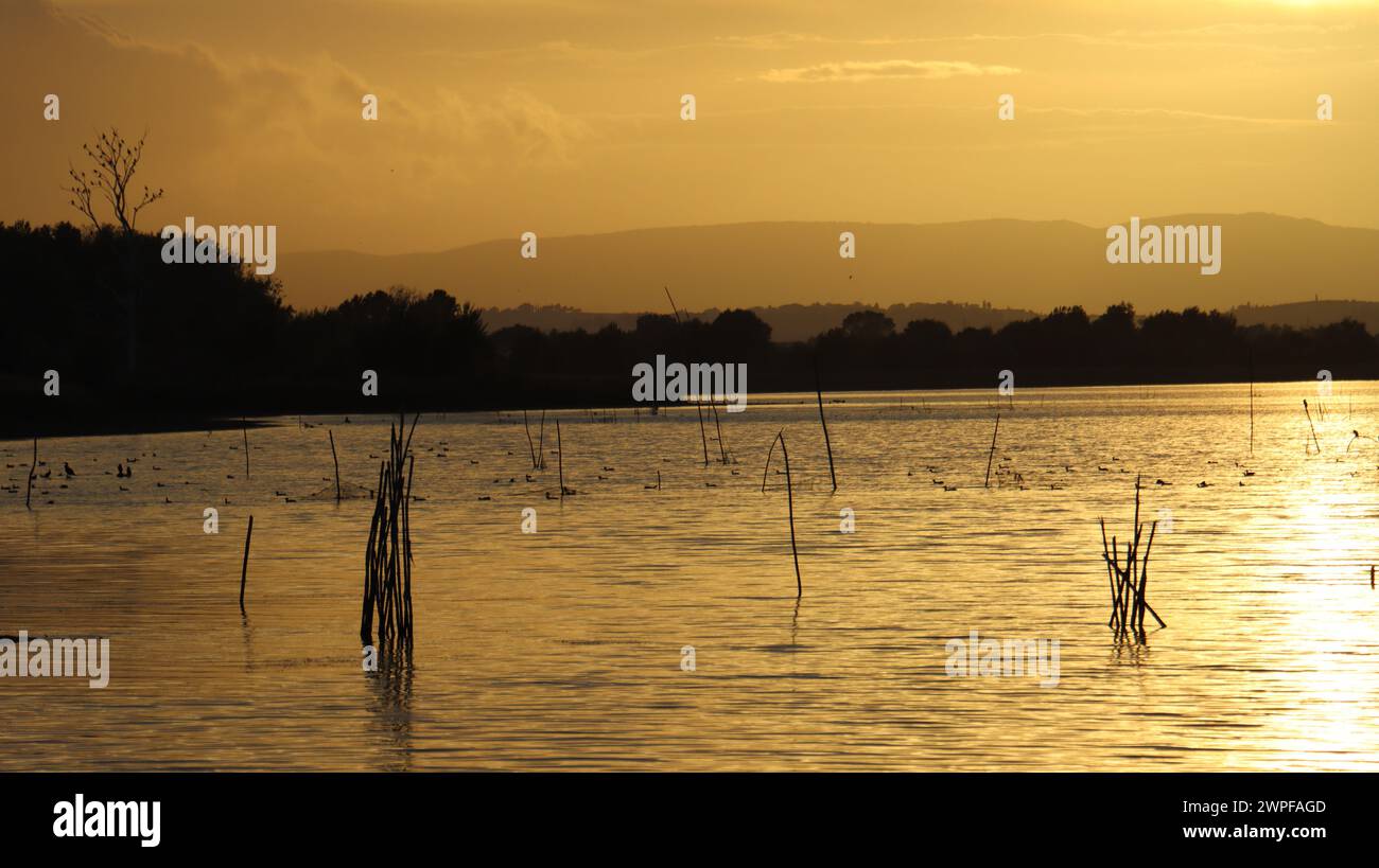 coucher de soleil sur le lac, tons dorés et silhouettes d'oiseaux et de bûches dans l'eau. Banque D'Images