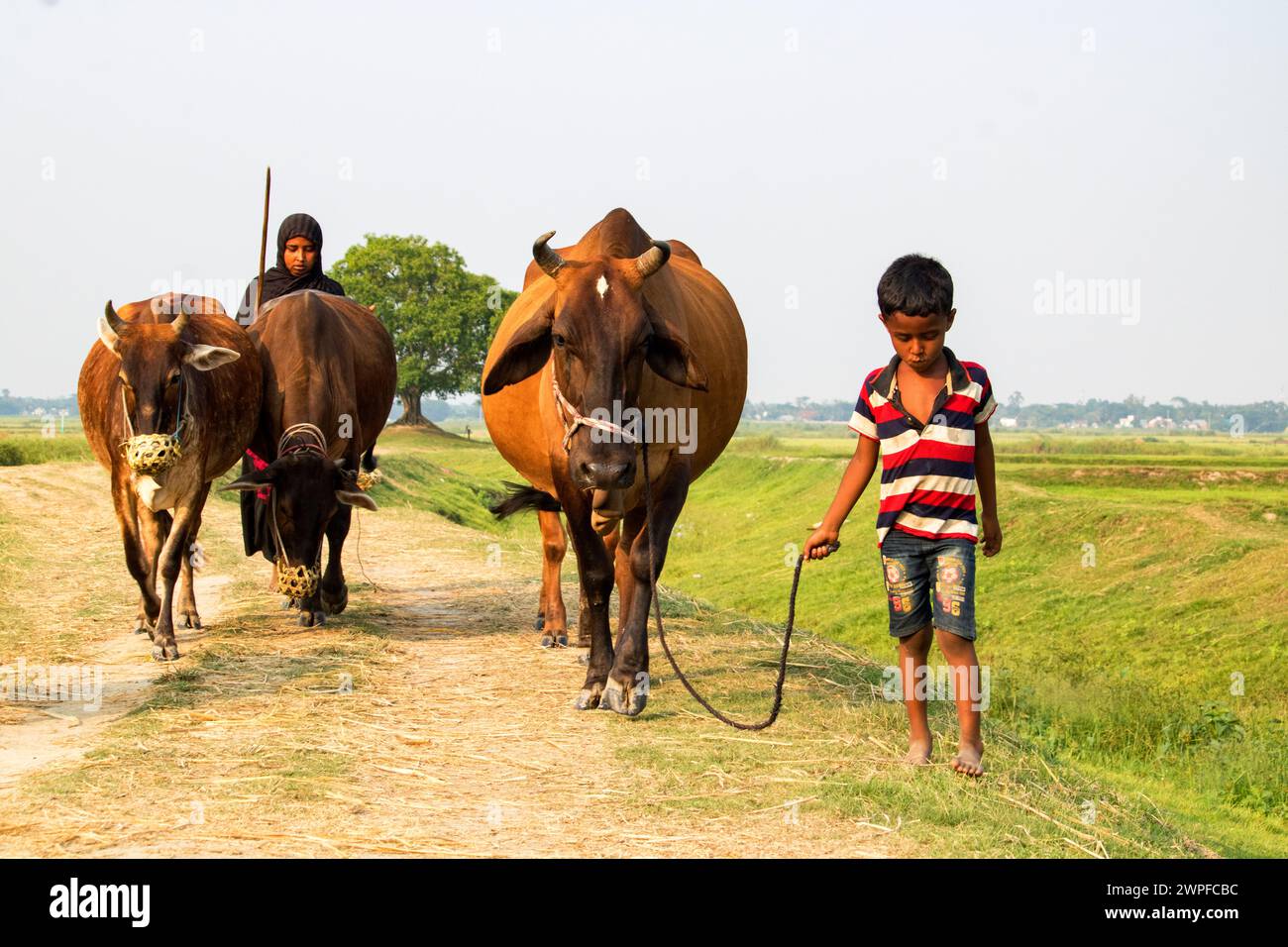 6 juillet 2023, Nabinagar, mode de vie quotidien des gens de rue du bangladesh, scène rurale avec des vaches dans Brahmanbaria, Bangladesh Banque D'Images