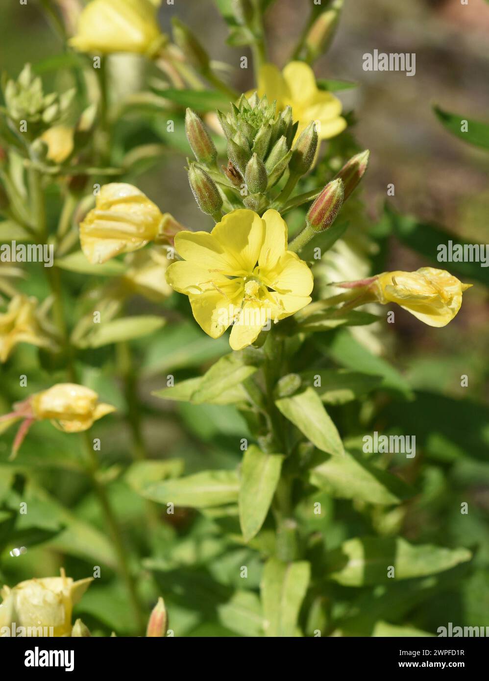 Nachtkerze, Oenothera biennis ist eine wichtige Heilpflanze mit gelben Blueten. Onagre, Oenothera biennis est une plante médicinale importante wi Banque D'Images