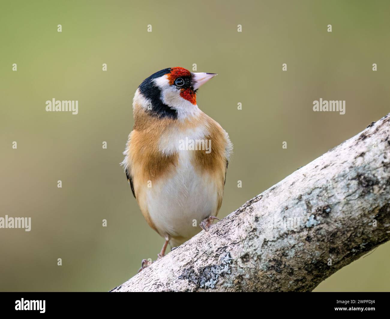 Recherche de Goldfinch à la fin de l'hiver dans le centre du pays de Galles Banque D'Images