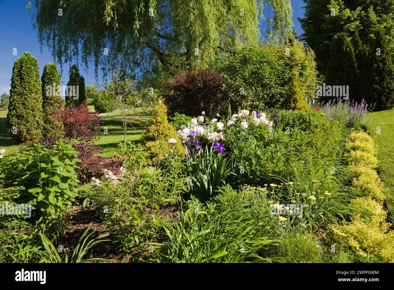 Spiraea japonica 'Gold Flame' - arbustes de Spirea, paeonia rose - pivoine, jaune Achillea millefolium - fleurs de Yarrow, Salix alba pendula - saule pleureur. Banque D'Images