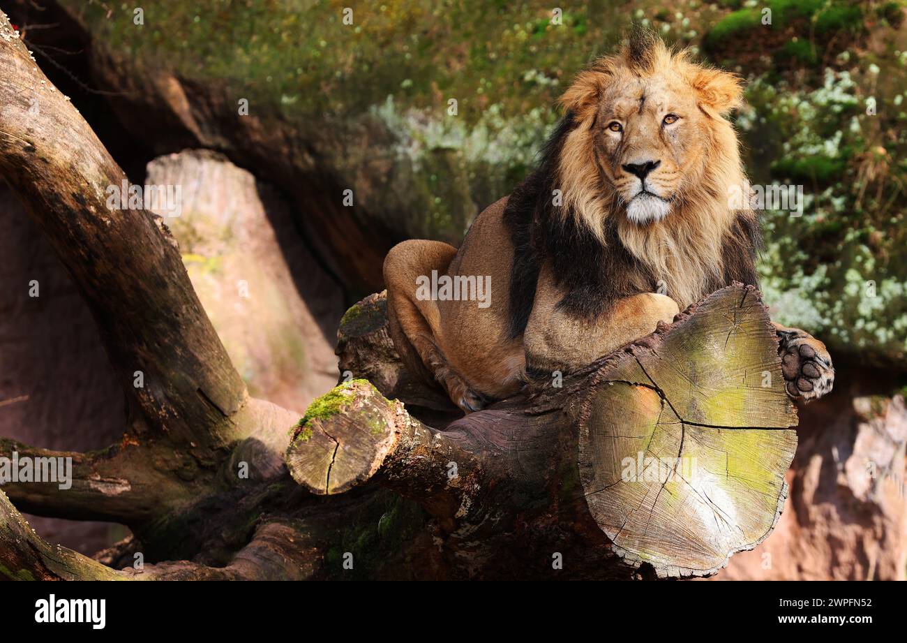 Nürnberg, Tiergarten, Zoo, Roi Lion, Simba, Bayern, Zoo de Nürnberg, Zoo de Löwe, Löwe, Löwenfamilie, Löwenbaby, Raubkatzen. Zoo de Schöner à Nürnberg Banque D'Images