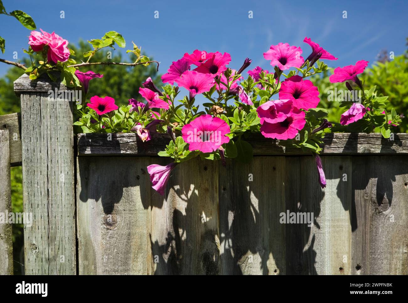 Pétunia x hybrida 'Purple Wave' fleurs sur une vieille clôture en bois dans le jardin de campagne de l'arrière-cour au printemps. Banque D'Images