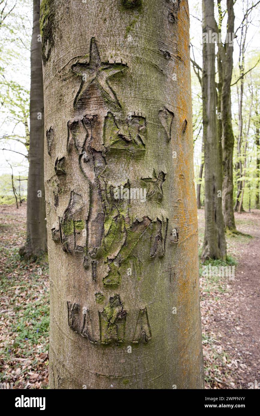 Cicatrices dans l'écorce d'arbre causées par des vandales sculptant des noms, bois près de Goetre Wharf, Monmouthshire, pays de Galles, Royaume-Uni Banque D'Images
