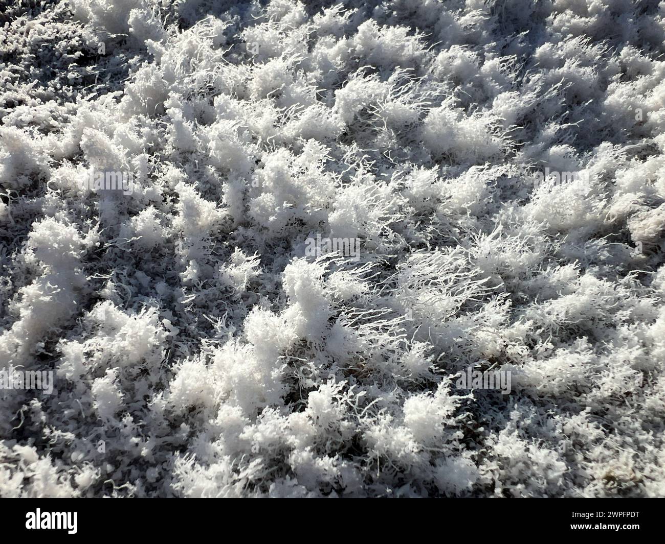 Les cristaux de sel le long de la rive du lac Manly au bassin Badwater dans la vallée de la mort. Banque D'Images