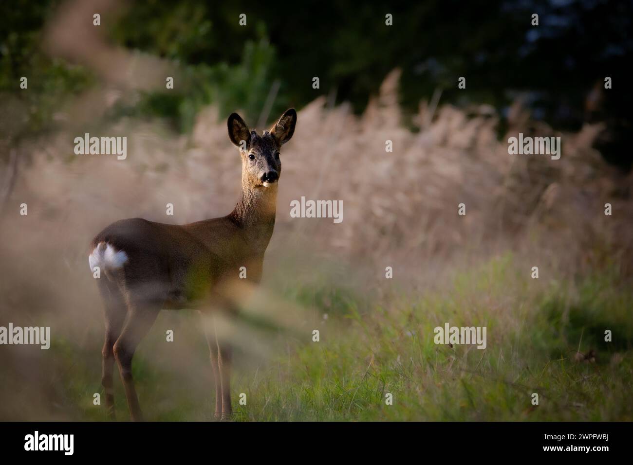 Jeune chevreuil dans un champ d'herbes hautes regardant la caméra Banque D'Images