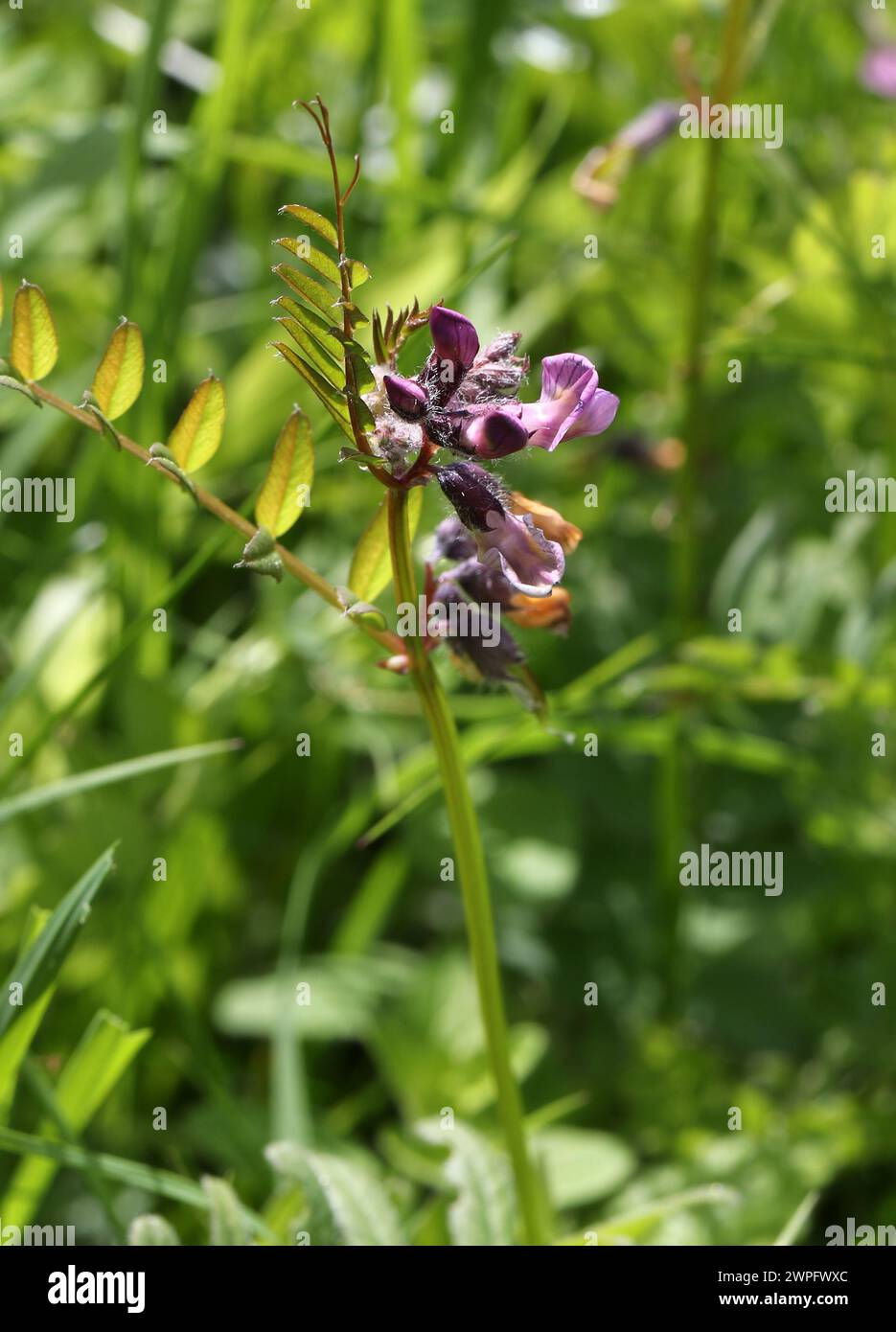 Bush Vetch, Vicia sepium, Fabaceae. Banque D'Images