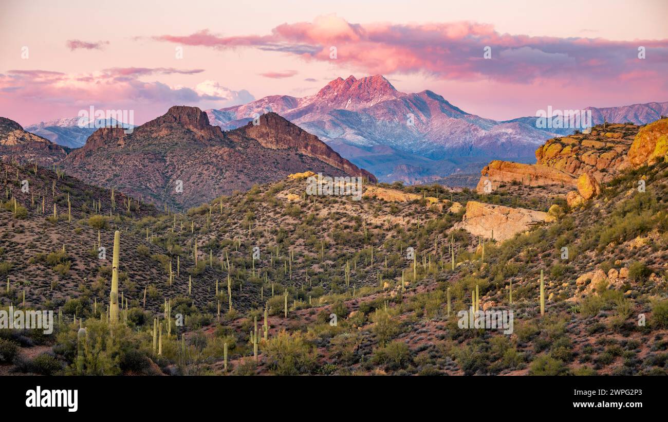 Four Peaks Mountain dans le désert de Sonora avec des saguaros dispersés au crépuscule, Arizona. Banque D'Images