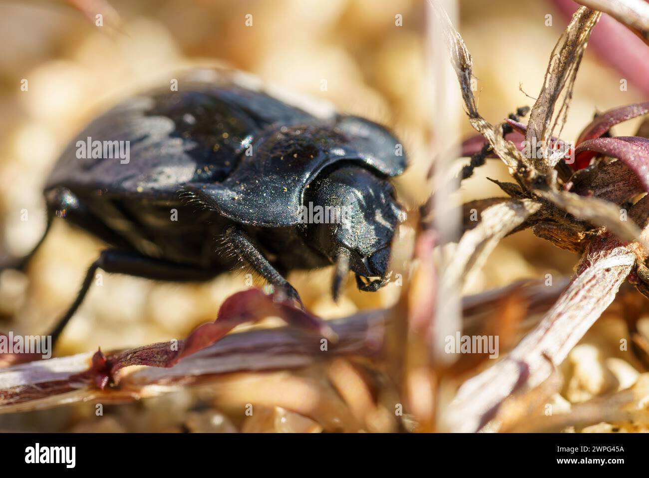 Macro photographie d'un insecte coléoptère par une journée ensoleillée dans le désert d'Atacama, Chili Banque D'Images