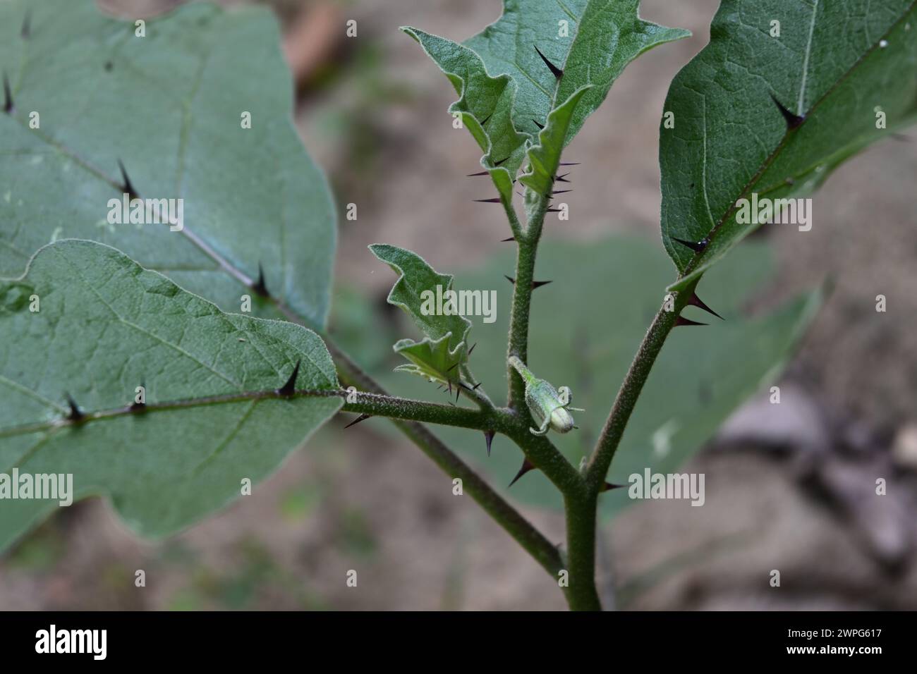 Vue d'une plante d'aubergine (Solanum melongena). La plante a un bourgeon floral prêt à fleurir et des épines aiguisées sur les feuilles et les tiges de la plante Banque D'Images