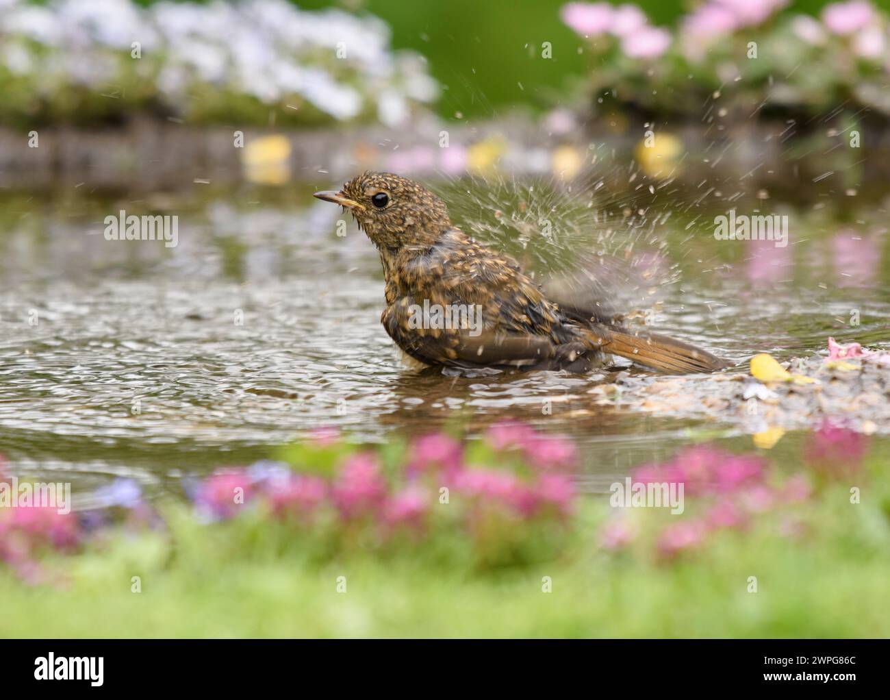 robin Erithacus rubecula européen, baignade juvénile dans un étang de jardin, juin. Banque D'Images