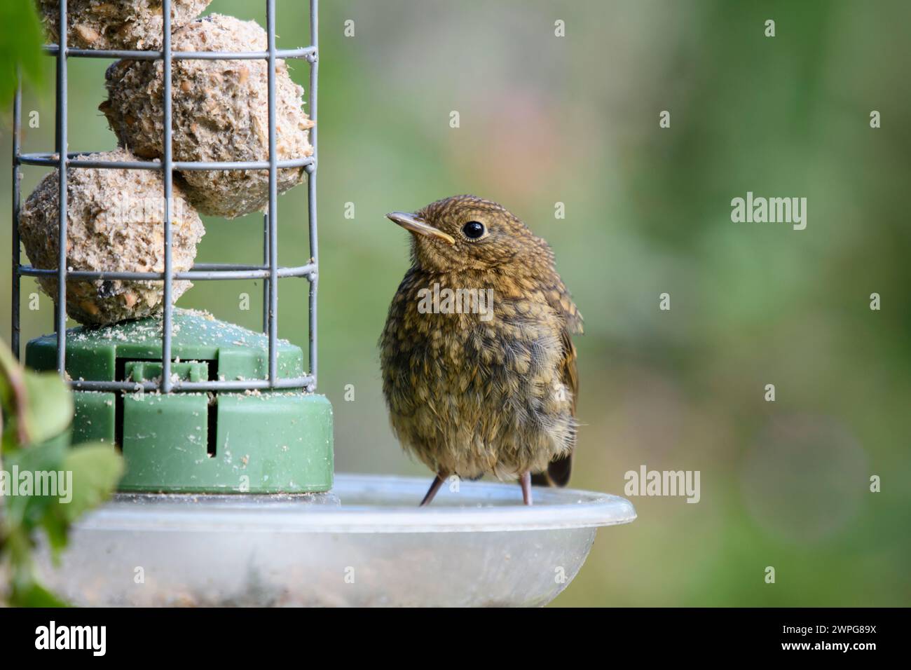 robin Erithacus rubecula européen, juvénile perché sur une mangeoire de grosses boules dans le jardin, comté de Durham, Angleterre, Royaume-Uni, juillet. Banque D'Images