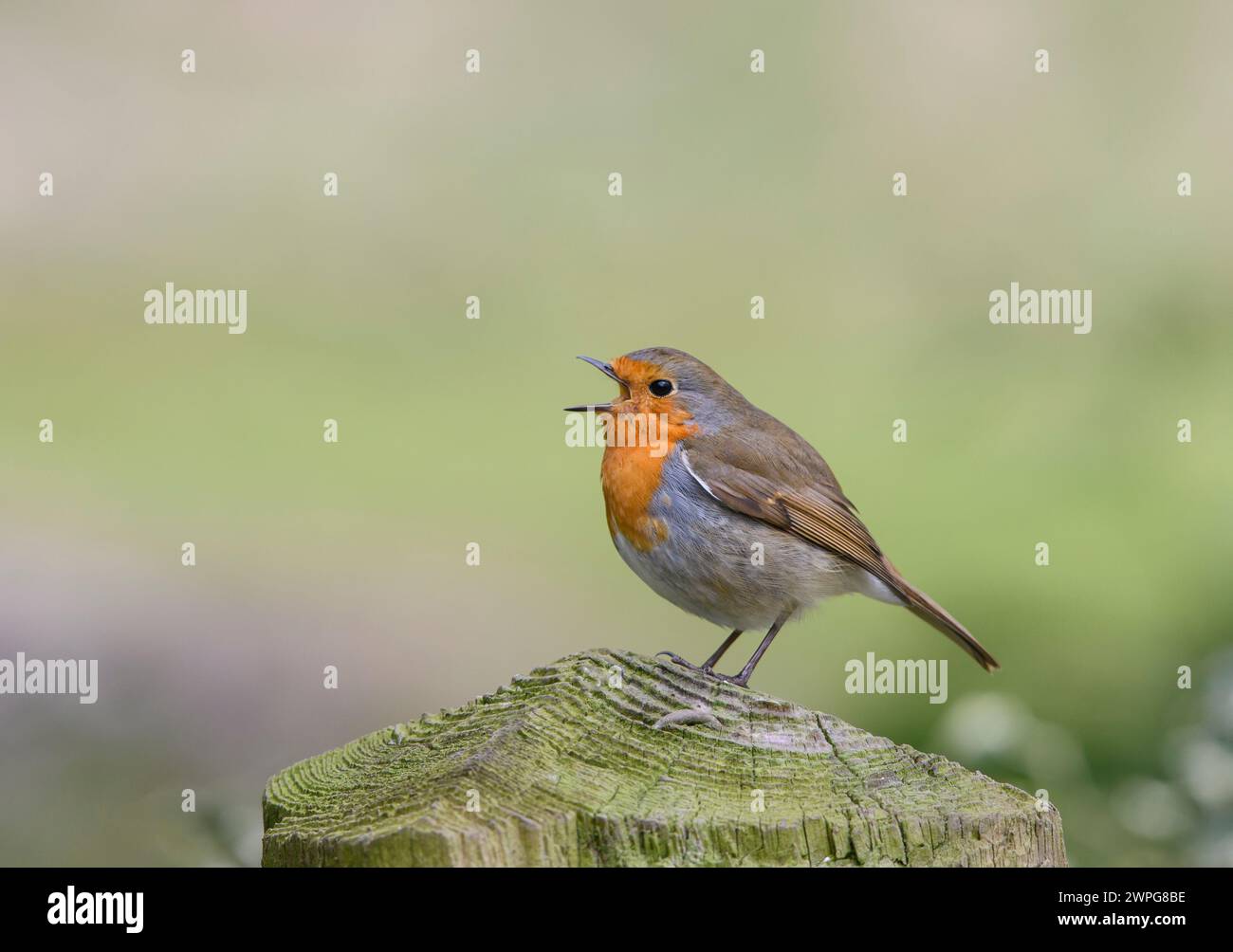 robin européen Erithacus rubecula, chantant, perché sur un poteau de porte, comté de Durham, Angleterre, Royaume-Uni, mars. Banque D'Images