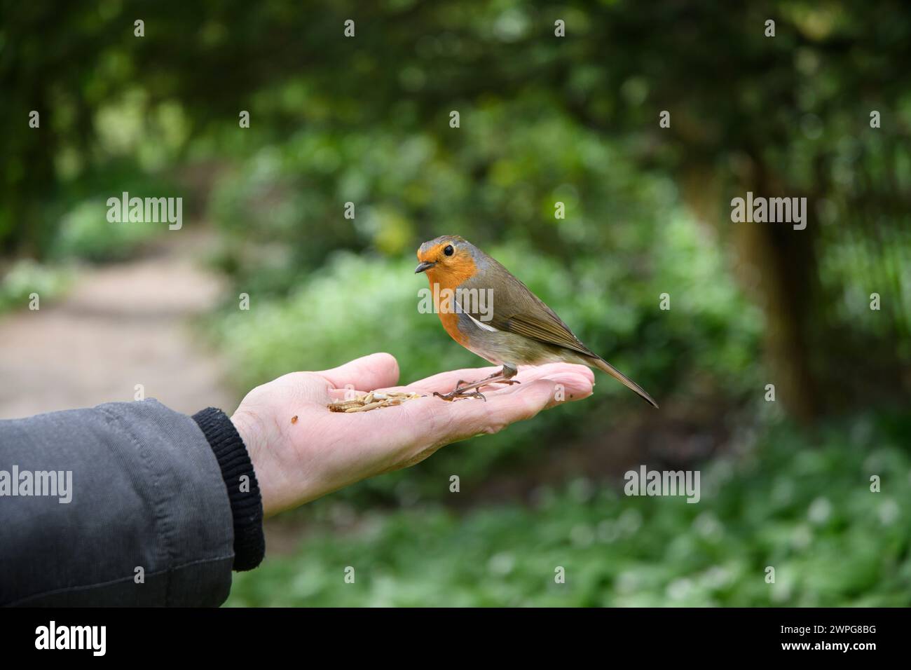 robin Erithacus rubecula européen, perché sur la main des femmes avec de la nourriture pour oiseaux, sur la promenade dans les bois. Avril. Banque D'Images