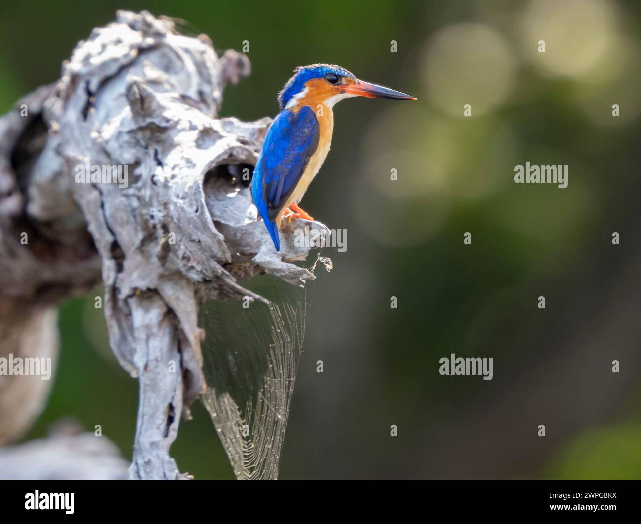 kingfisher malgache, parc national d'Ankarafantsika, Madagascar Banque D'Images