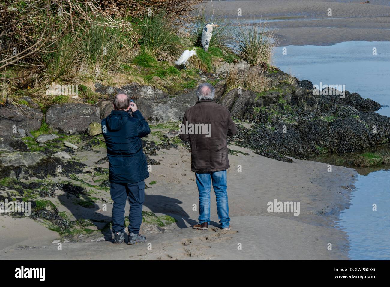 Photographes animaliers photographiant une petite aigrette et un héron gris à Rosscarbery, West Cork, Irlande. Banque D'Images