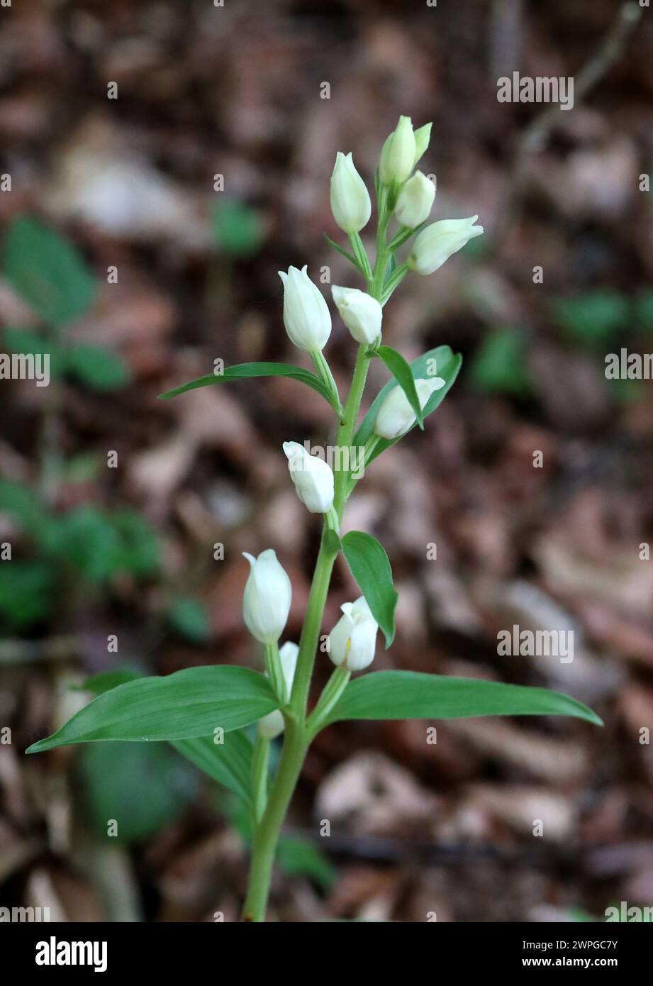 Helleborine blanche, Cephalanthera damasonium, Orchidaceae Banque D'Images