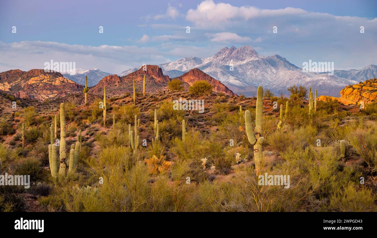 Four Peaks Mountain dans le désert de Sonora avec des saguaros éparpillés, Arizona. Banque D'Images