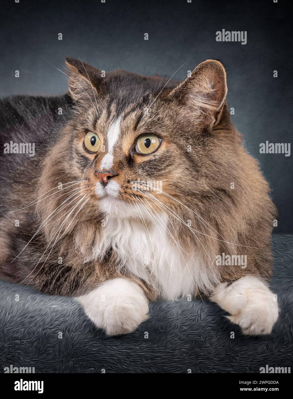 Gros plan vertical d'un magnifique chat domestique à poil long allongé regardant sur le côté. Banque D'Images