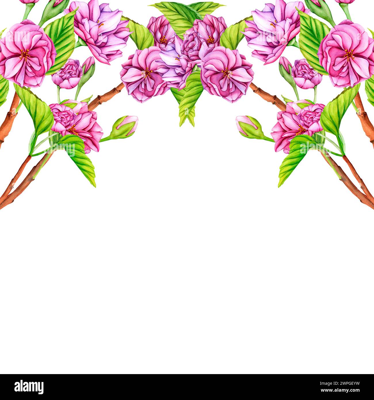 Cadre avec branche Sakura japonaise rose. Aquarelle illustration botanique fleurs au printemps. Arc de fleurs. Boutons de fleurs dessinés à la main, pétales et Banque D'Images