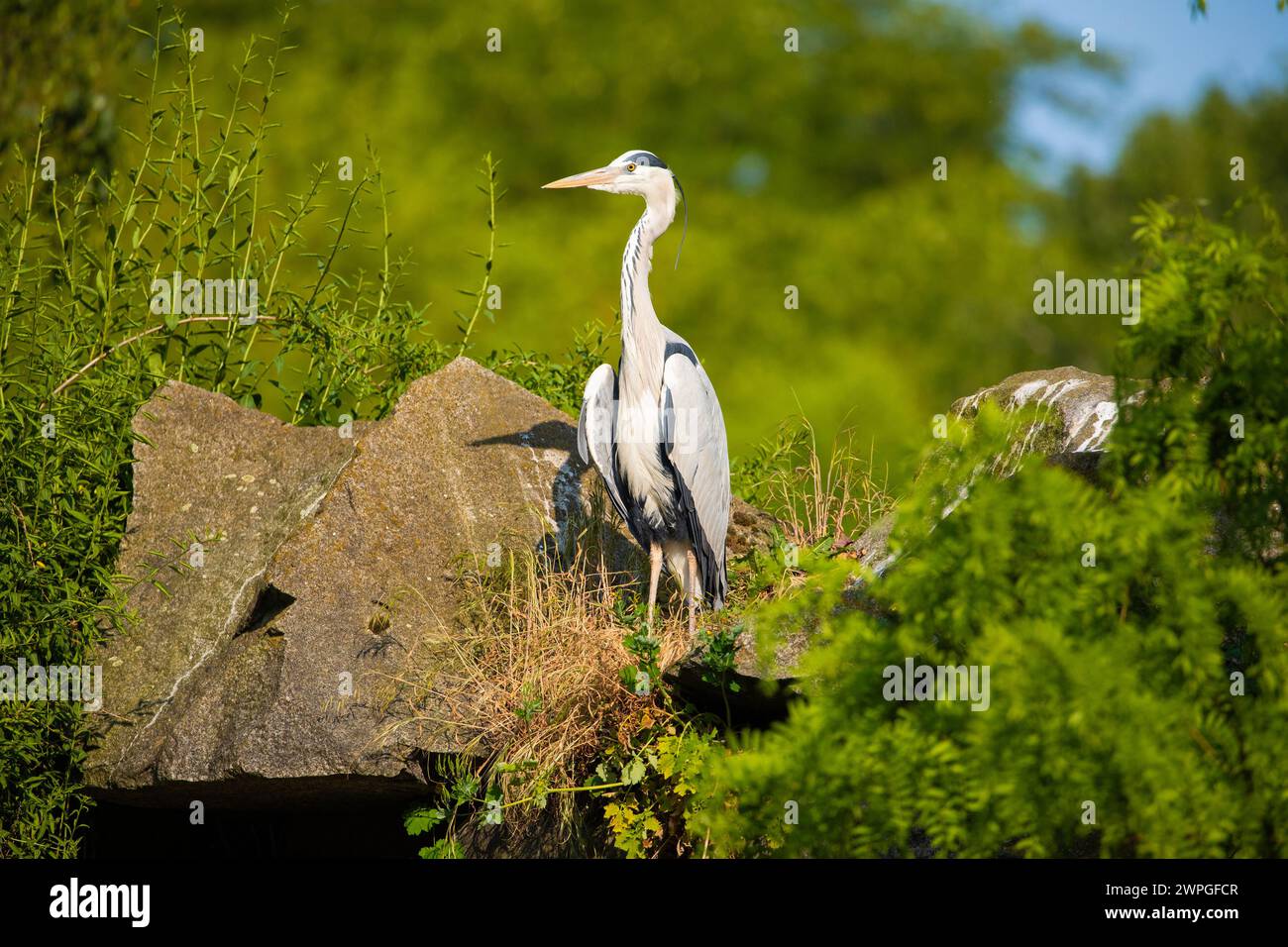 Grand héron bleu affichant ses ailes au bord de l'eau. grand oiseau blanc-gris debout sur une pierre avec ses ailes déployées Banque D'Images