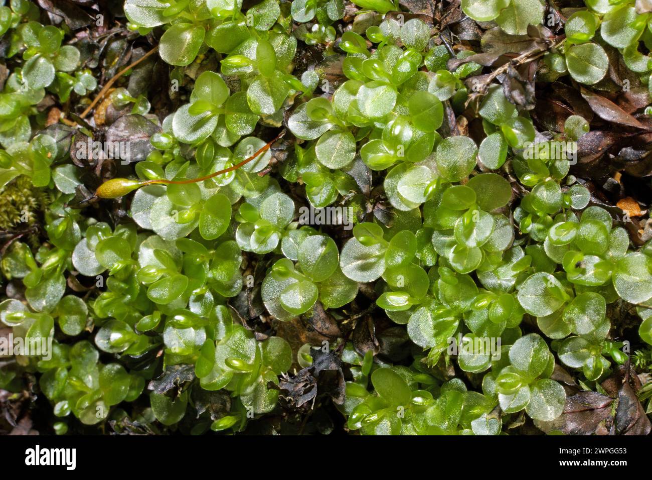 Rhizomnium punctatum (mousse de thym pointillée) se trouve sur le sol humide, la roche et le bois en pourriture. Il est originaire d'Asie, d'Europe, d'Amérique du Nord et d'Afrique du Nord. Banque D'Images