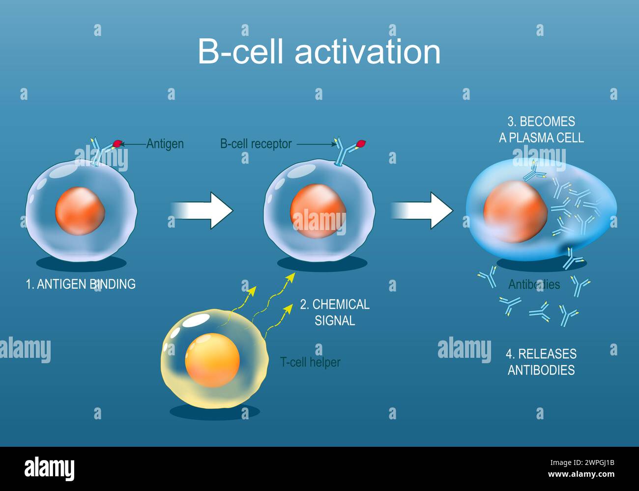 Activation des leucocytes des cellules B par l'antigène. De la liaison de l'antigène au récepteur des lymphocytes B, et le signal chimique de l'auxiliaire des lymphocytes T devient plasmocyte et Antib Illustration de Vecteur