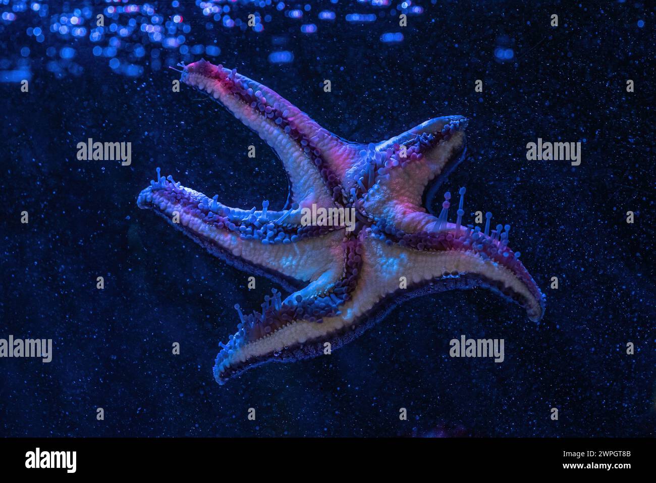 Coussin Star (Pentaceraster sp.) - Starfish Banque D'Images