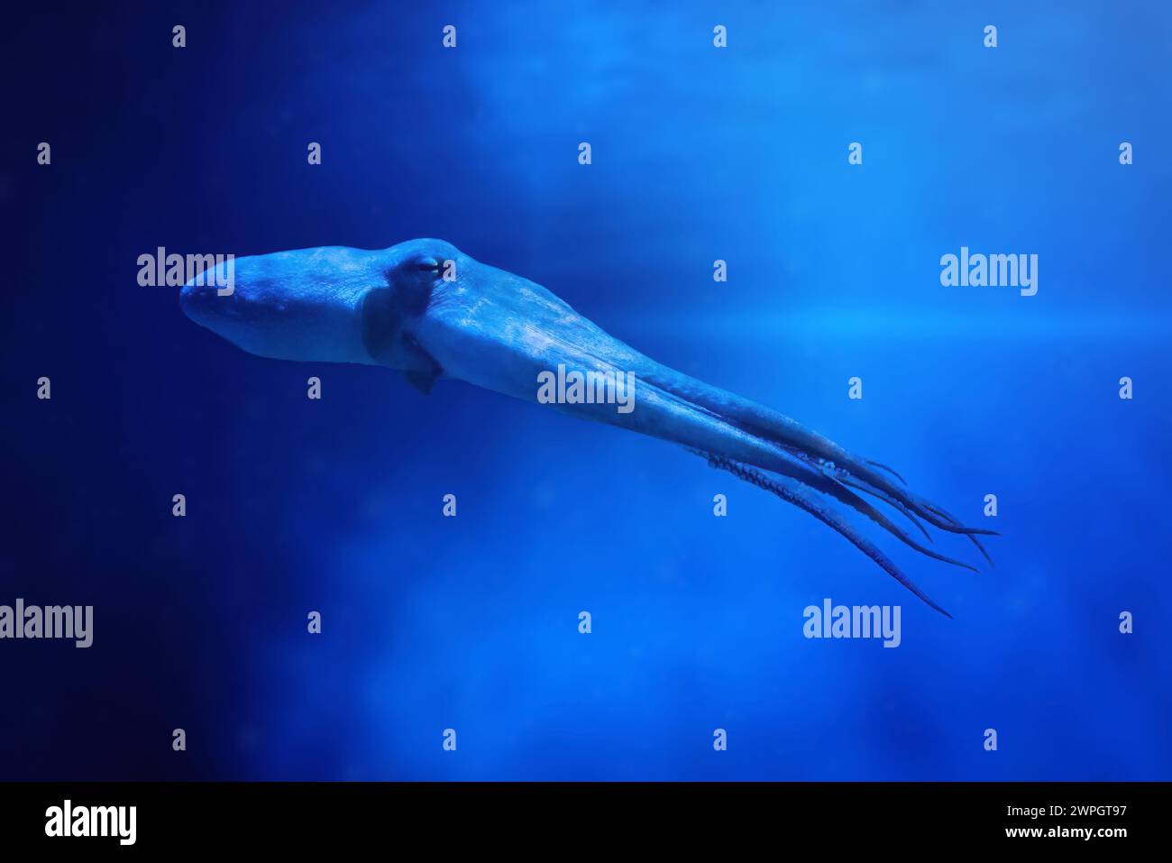 Pieuvre Poisson Octopus tentacle water Banque de photographies et d’images à haute ...