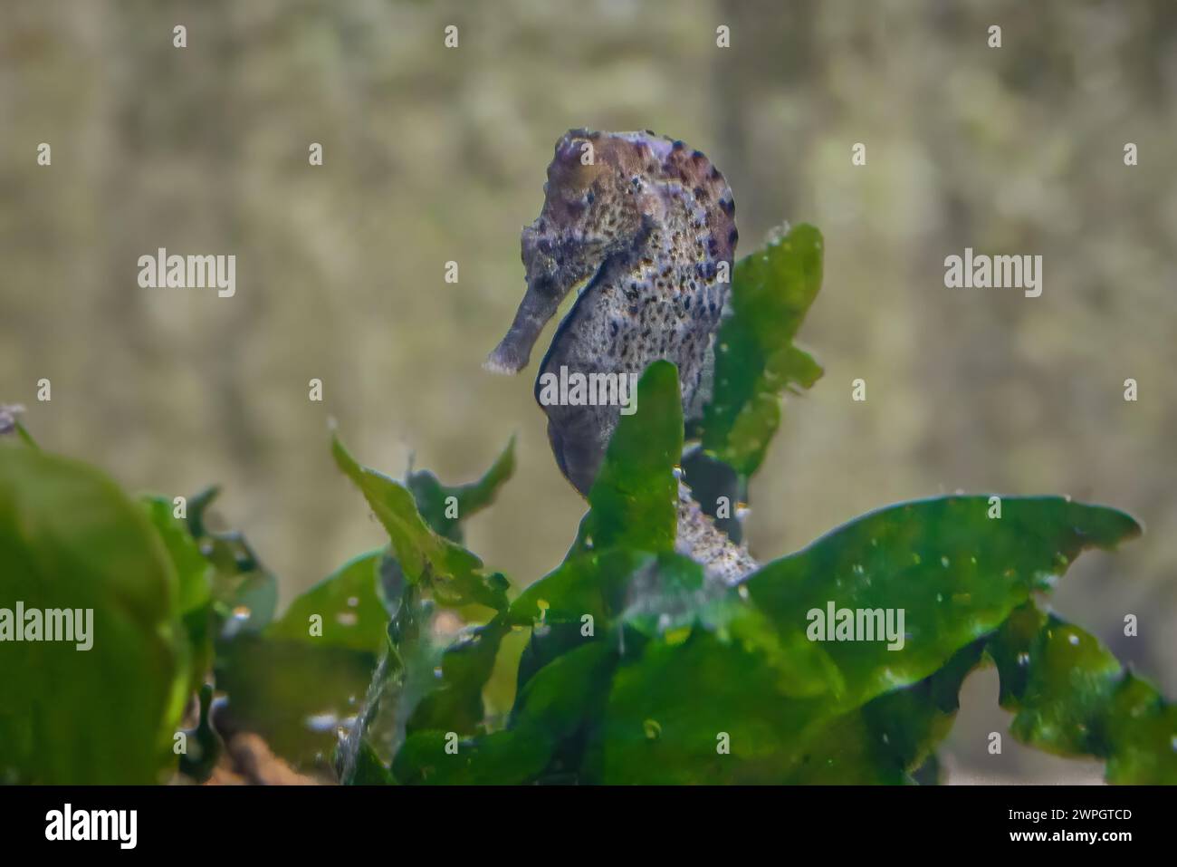 Hippocampe élancé (hippocampe reidi) ou hippocampe long Banque D'Images