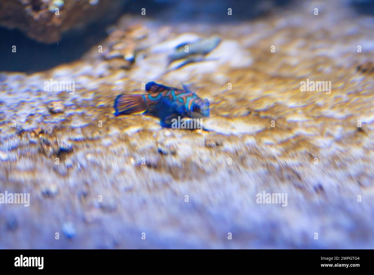 Poisson mandarin (Synchiropus splendidus) - poisson marin Banque D'Images