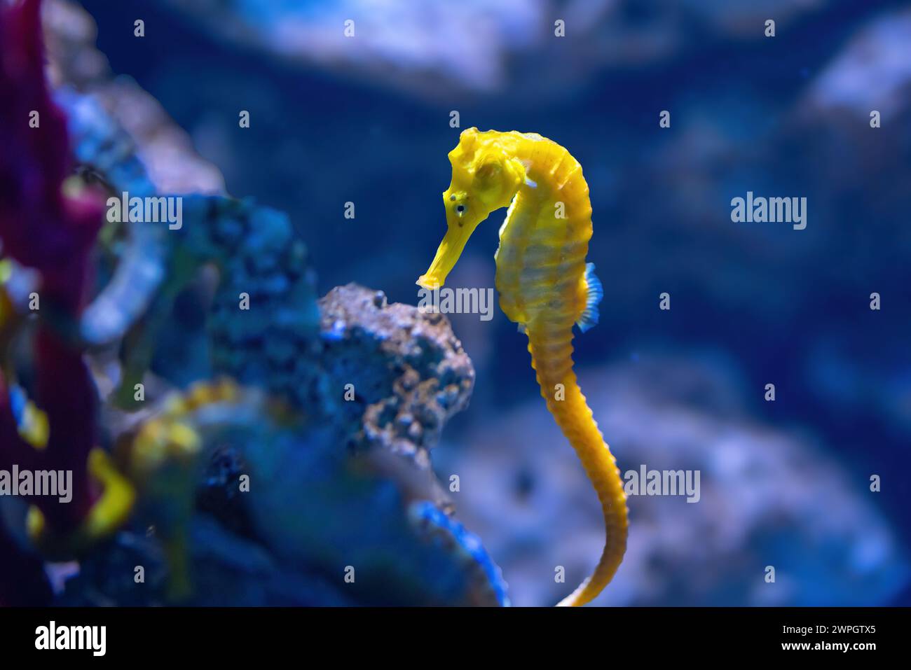 Hippocampe élancé jaune (hippocampe reidi) ou hippocampe long Banque D'Images