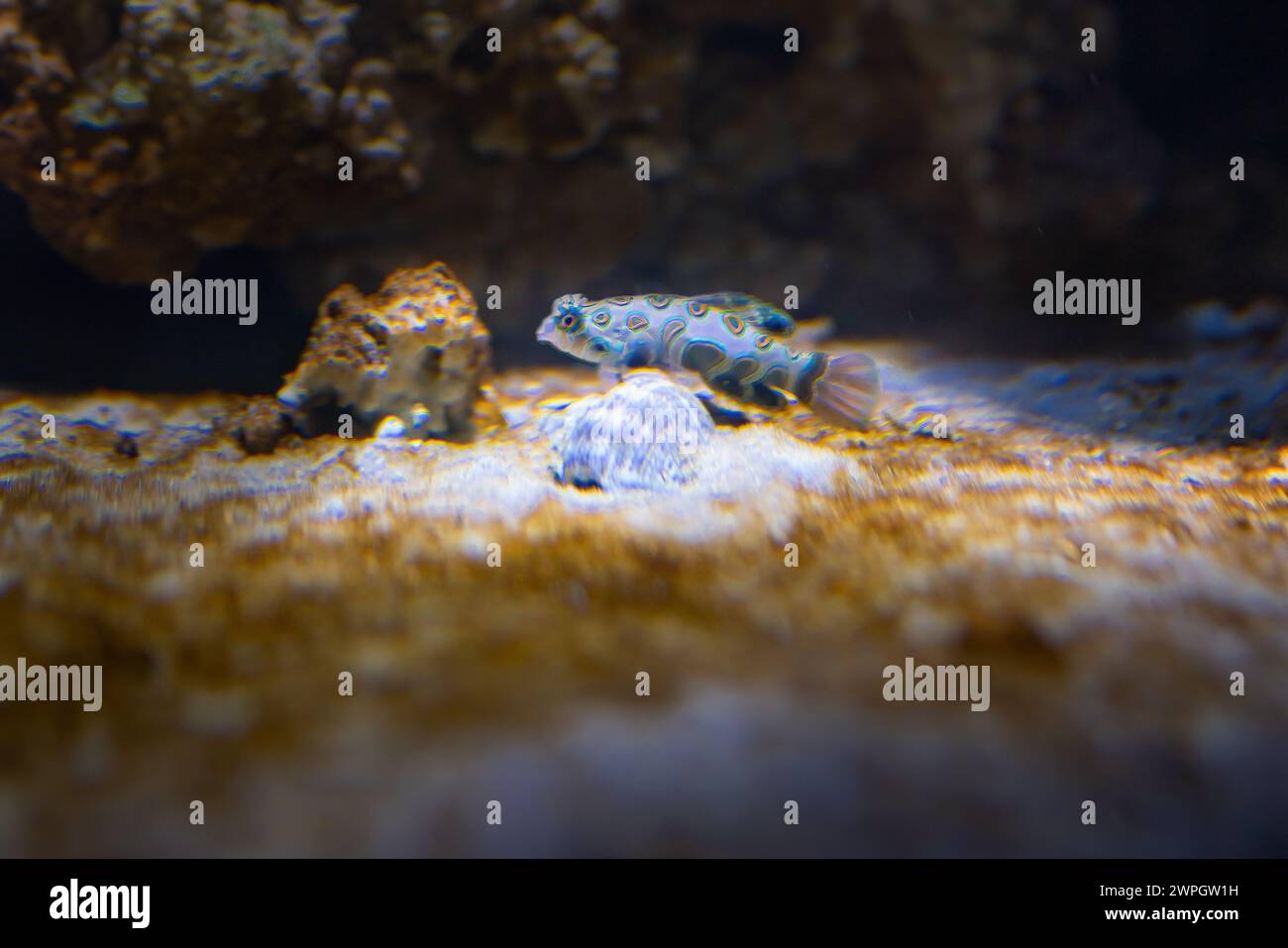 Pittoresque Dragonet (Synchiropus picturatus) - poisson marin Banque D'Images