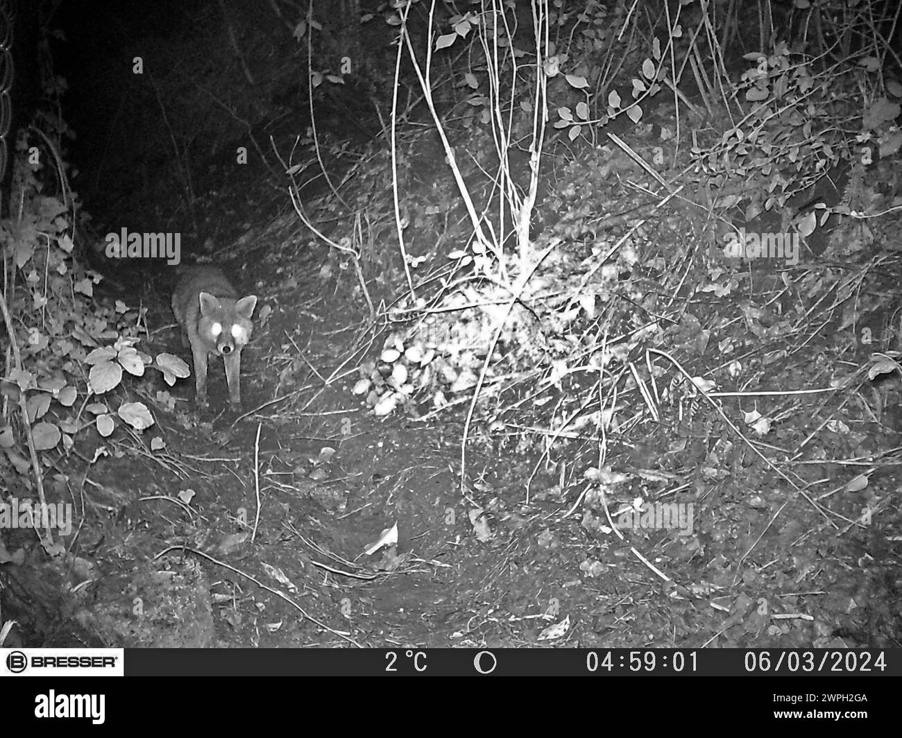 Wildtiere in der Fotofalle Ein Rotfuchs ist BEI Nacht während der Nahrungssuche in eine Fotofalle im Infrarotbetrieb gelaufen. *** Animaux sauvages dans le piège photo Un renard roux a couru dans un piège photo infrarouge la nuit en cherchant de la nourriture Banque D'Images