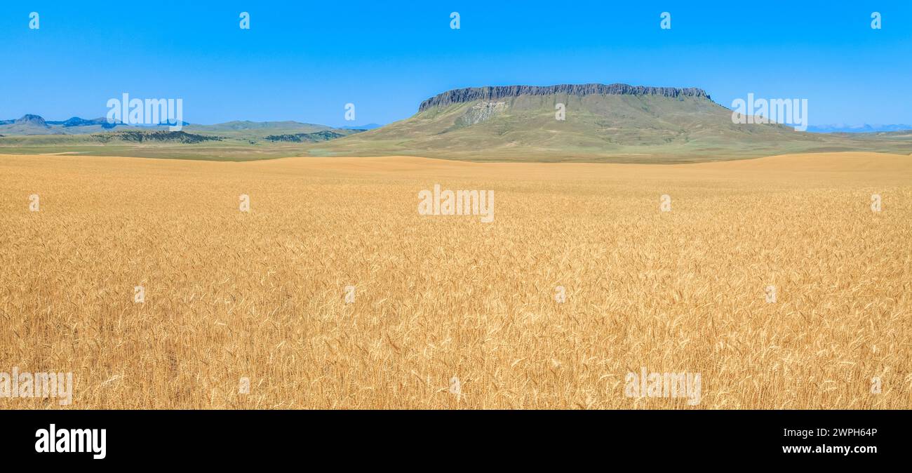 panorama d'un champ de blé en maturation sous crown butte près de simms, montana Banque D'Images