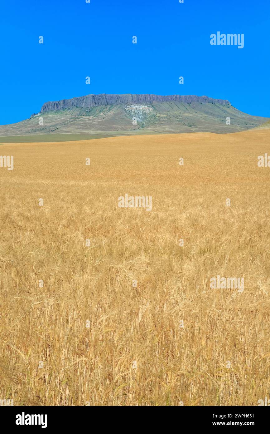 champ de blé en maturation sous crown butte près de simms, montana Banque D'Images