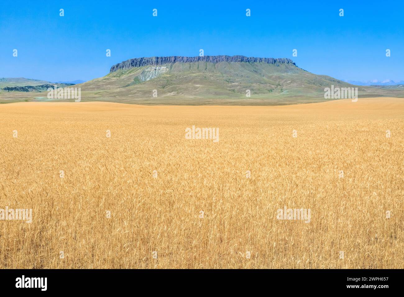 champ de blé en maturation sous crown butte près de simms, montana Banque D'Images